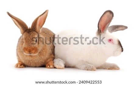 Two rabbits isolated on a white background.