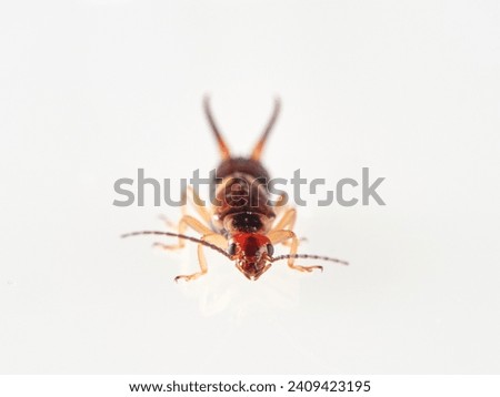 Earwig on a white background. It is a small insects distinguished from other insects by a pair of forcep or pincer-like cerci at the end of the abdomen. Forficula mediterranea