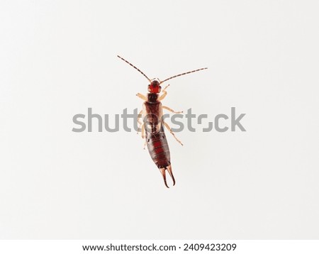 Earwig on a white background. It is a small insects distinguished from other insects by a pair of forcep or pincer-like cerci at the end of the abdomen. Forficula mediterranea