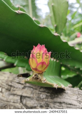dragon fruit flowers that are still blooming