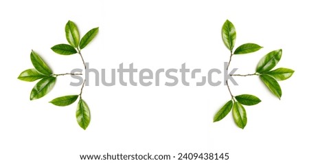 Banner with branches with green young foliage on a white background; concept for the Jewish holiday Tu Bishvat. Space for text