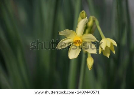 Narcissus tazetta, narcissus flower stock photo