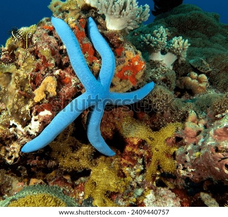 A Blue Sea Star in a shallow reef Apo Island Philippines