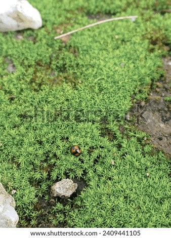 Tiny beetles walk on green moss.