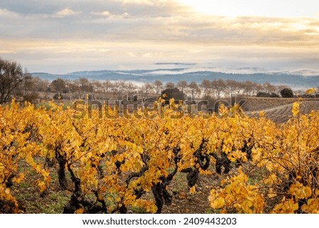 Pretty autumn landscape with vibrant colors of yellow, red and orange. Wide angle photo of wine landscapes in the south of France. Pretty images of vines.