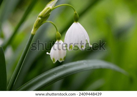 Leucojum vernum - early spring snowflake flowers in the forest. Blurred background, spring concept. White flowers Royalty-Free Stock Photo #2409448439