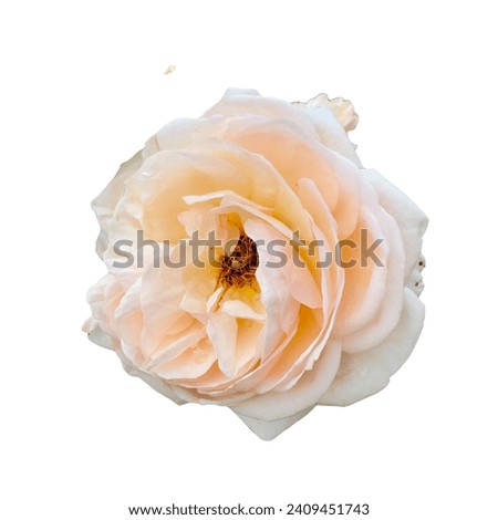 Big rose with white background