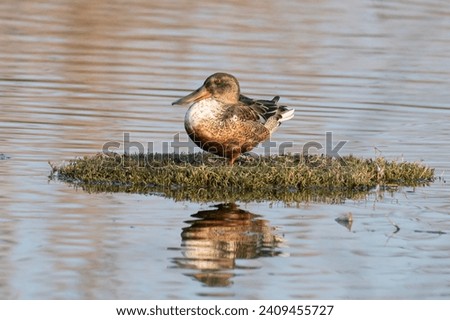 Northern Shoveler with a mirror image