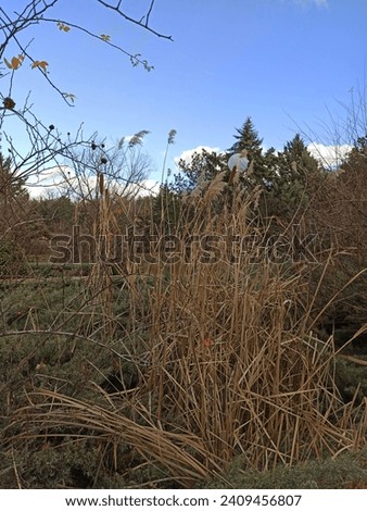 Cat tail plant. Narrow-leaved cattail, Typha angustifolia Head Flower. Long Tail Rod Pipe. Cattails and Reeds. Cattail aquatic plant. Reedmace. Royalty-Free Stock Photo #2409456807