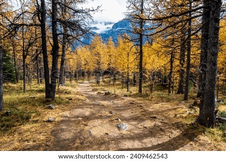 Larch Valley hiking trail. Banff National Park, Canadian Rockies, Alberta, Canada. Golden yellow larch forest in Fall season. Mountain peaks in the background. Royalty-Free Stock Photo #2409462543