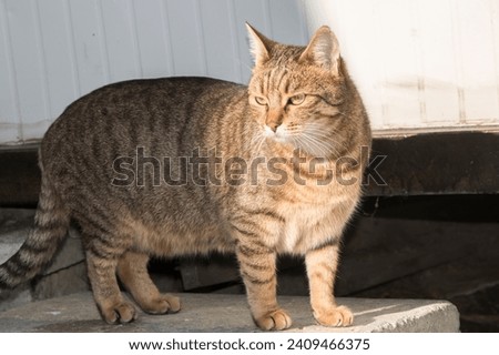 Street female tabby cat closeup on sunny light Royalty-Free Stock Photo #2409466375