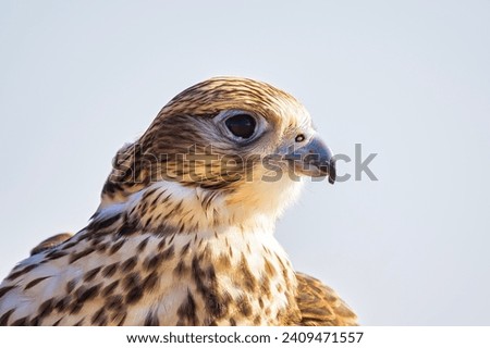 
Majestic Falcon: A Stunning Portrait of a Predatory Bird in its Natural Habitat. Falcon Bird portrait close up shot
