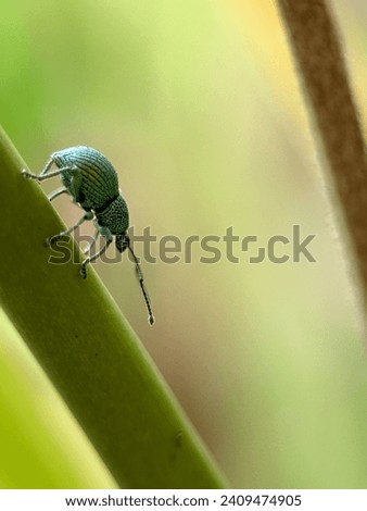 metallic green beetle descending green branch on blurred background
