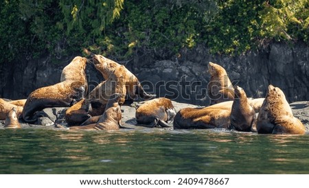 Steller sea lions (Eumetopias jubatus) on  a rock, Knight Inlet, Vancouver Island, British Columbia, Canada. Royalty-Free Stock Photo #2409478667