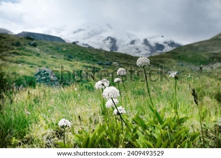 Pediophytium. Setwell. Probably Valeriana capitata on border of alpine zone of gravelly meadow (alm) of North Caucasus. At end of gorge, snow-capped peaks of mountains visible. Drug, 	ethnoscience Royalty-Free Stock Photo #2409493529