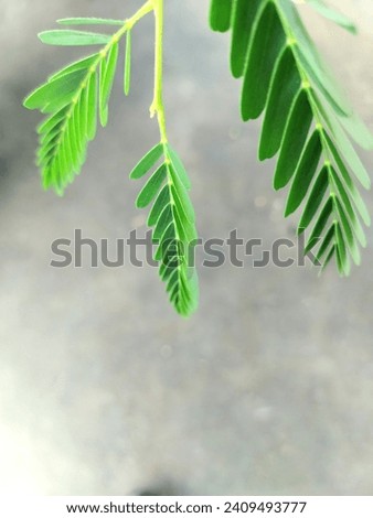 leaf, weed, grass, flower, garden, plant,nature,natural, green, vegetables, background, beautiful, picture,