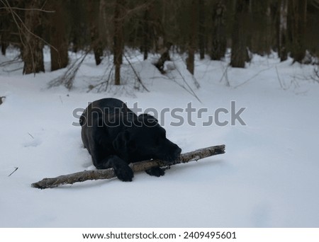 A happy Labrador is playing with a stick in the snowy forest. walking with pets