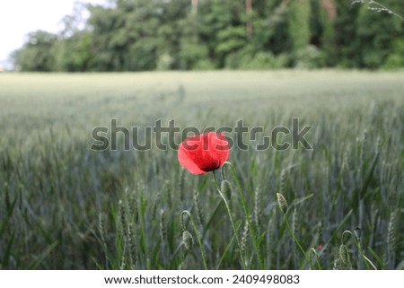Common Poppy (Papaver rhoeas)  Papaveraceae, with red petals - red poppy is an annual herbaceous flowering plant in the poppy family, 