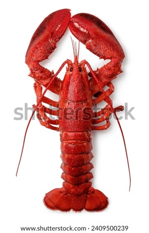 Top view of cooked whole lobster isolated on white background Royalty-Free Stock Photo #2409500239