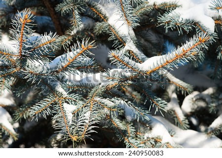 Spruce covered with snow outdoors background 