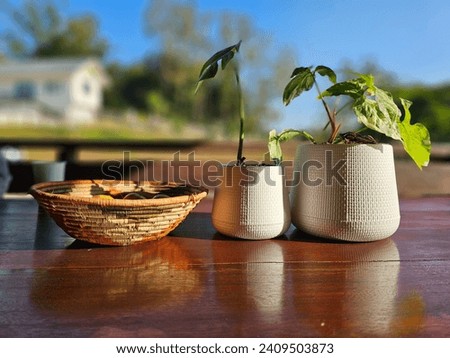 Picture of a dining table with potted plants on it.