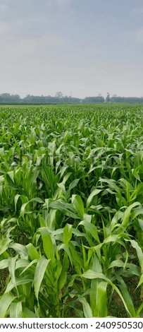 In the terai, inner-terai, valleys, and low-lying river basin areas of Nepal, maize is also grown in the winter and spring with irrigation. Royalty-Free Stock Photo #2409505305