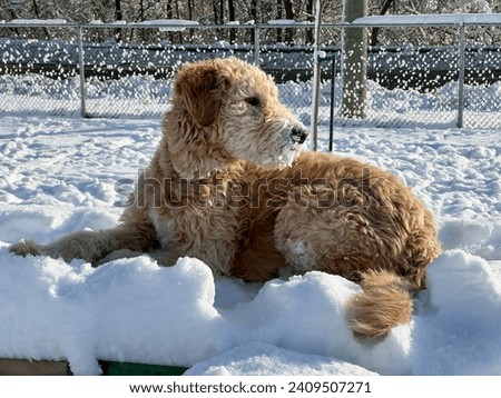 Goldendoodle lying in the snow with snowy mouth