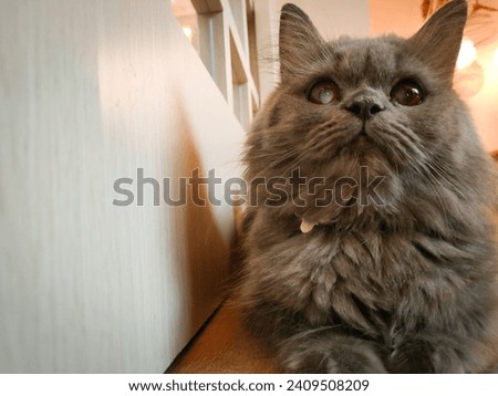 A nebelung cat, blind on its right eye.