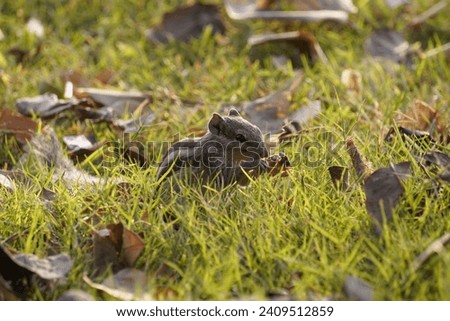 Squirrel in the grass, A squirrel eating, A dry leaves around Squirrel, 