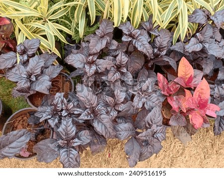 Beautiful purple color plants stock pictures, plants stock images, plants stock