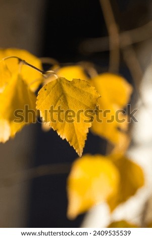 Beautiful picture of yellow birch leaves in the fall: close up view