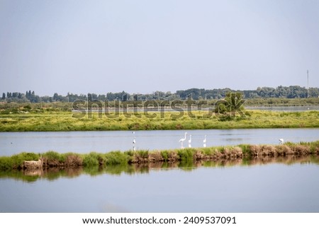 Group of Pink Flamingos with scenic view of Parco del Delta del Po in Veneto, Italy. Untouched wetlands in Po Delta. Raw wilderness on Via delle Valli Rovigo Province. Serene unspoiled natural habitat Royalty-Free Stock Photo #2409537091