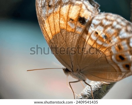 Brown butterfly wings that look radiant in the sun