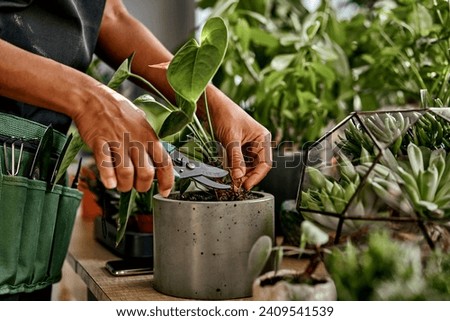 Cropped image of a woman's hands cutting dry leaves from a potted plant with secateurs.  Royalty-Free Stock Photo #2409541539