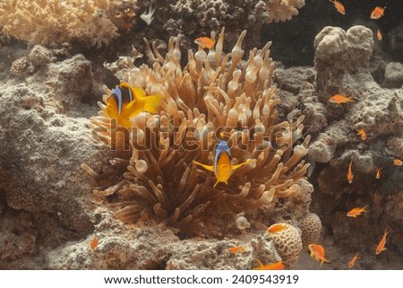 Coral Reef Diving Red Sea - Korallen Riff Tauchen Rotes Meer