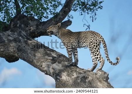 Female Leopard in tree in Botswana, Africa in Okavango Delta.