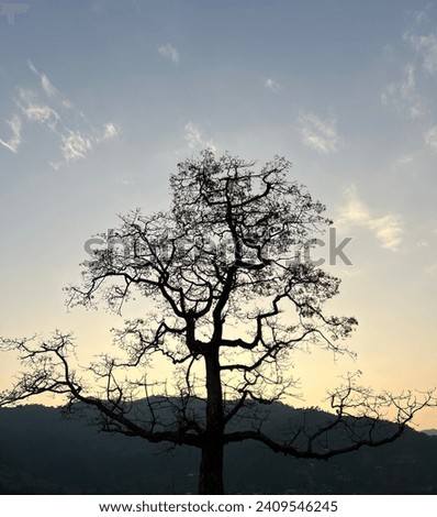 Trees which are the habitat of many birds is leafless in winter season. The photograph has twilight background with cloudy sky.