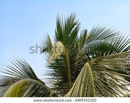 Coconut tree picture with blue sky background that you can use for photo  manipulation, wallpaper etc.