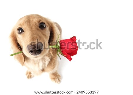 Valentine Dachshund puppy dog, holding a single red rose. Valentine's day love concept.  Royalty-Free Stock Photo #2409553197
