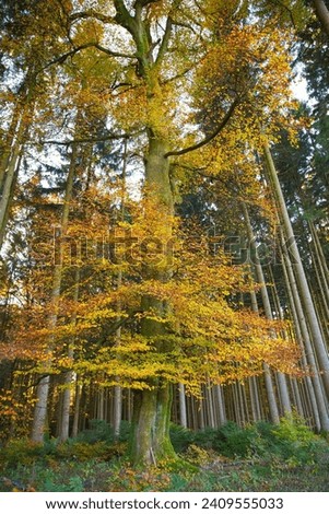 A "dancing tree" with golden leaves in autumn