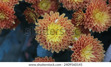 Orange chrysanthemums close-up. beautiful flower