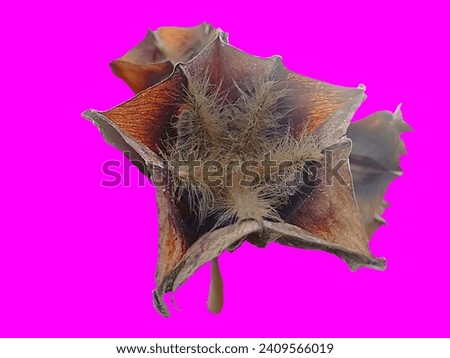 abroma augustum royalty is The vampire squid – a deep-sea monster or a misunderstood mollusc Royalty-Free Stock Photo #2409566019