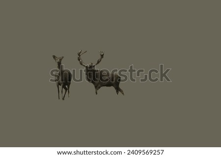 European red deer. Large male with beautiful horns.
Wild animals. Unique image for decoration