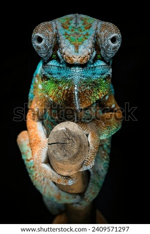 Portrait panther chameleon on branch
