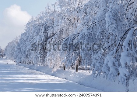 Winter photo of snow-covered trees.