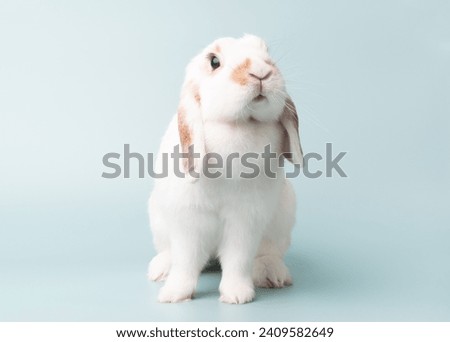 Adults female holland lop rabbit have a dewlap and sitting on green pastel background. Lovely action of broken brown holland lop rabbit.