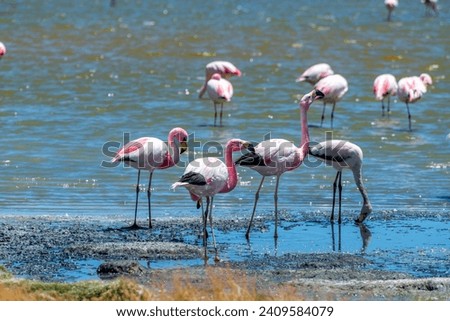 Wild fauna in the red lagoon in the bolivian altiplano Royalty-Free Stock Photo #2409584079