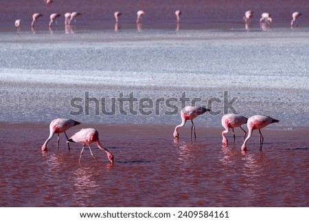 Wild fauna in the red lagoon in the bolivian altiplano Royalty-Free Stock Photo #2409584161