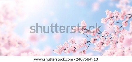 Horizontal banner with sakura flowers of pink color on sunny backdrop. Beautiful nature spring background with a branch of blooming sakura. Sakura blossoming season in Japan Royalty-Free Stock Photo #2409584913