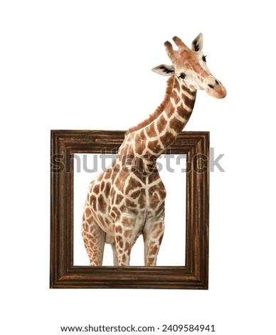 Cute curiosity giraffe. The giraffe looks interested. African animal stares interestedly inside picture frame. Giraffe in wooden frame with 3d effect. Isolated on white background